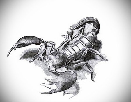 Скорпион зарисовка