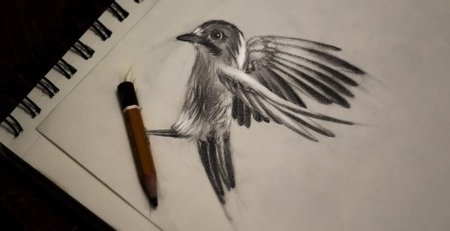 Птица карандашом 3д