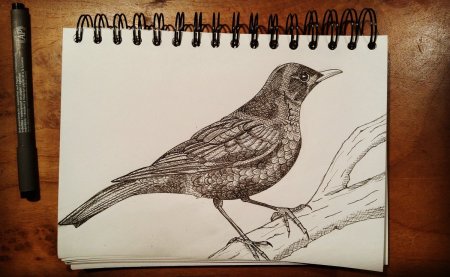 Блокнот с рисунком птицы