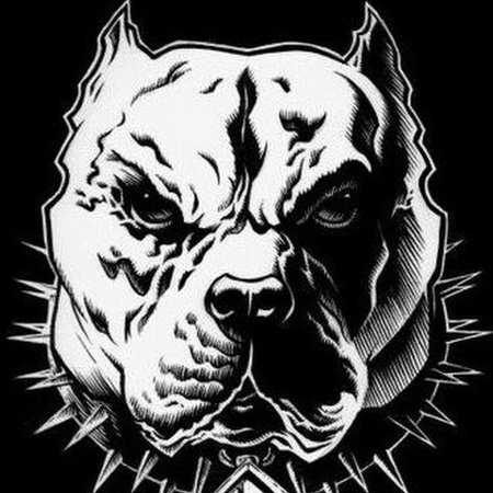 Эскизы питбуля