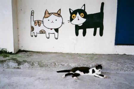 Котики на стене