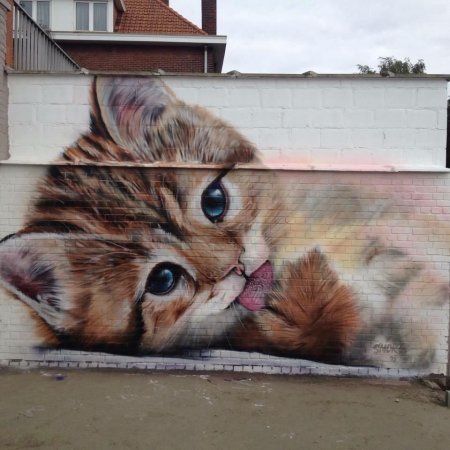Граффити кот