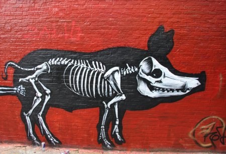Скелет Свина