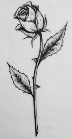 Граффити роза карандашом