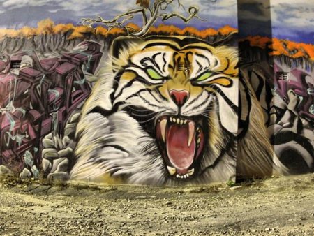 Тигры рисунки на заборе