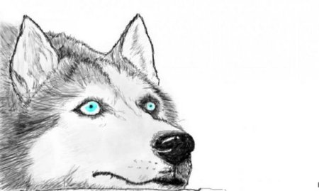 Husky жидкость логотип