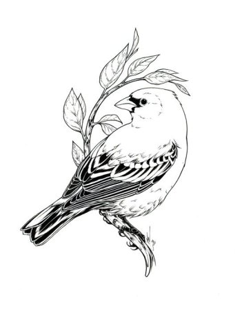 Птичка на ветке Графика