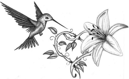 Колибри эскиз