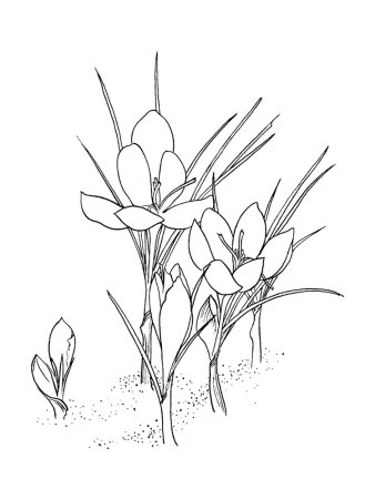 Весенние цветы карандашом