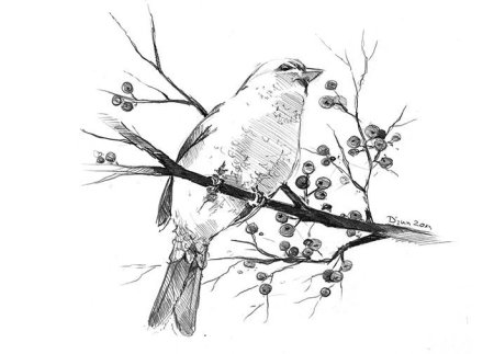 Птица на ветке Графика