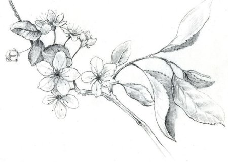 Рисунки цветов карандашом