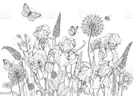 Луговые цветы Графика