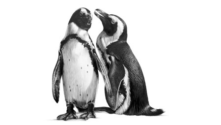 Пингвин Эски