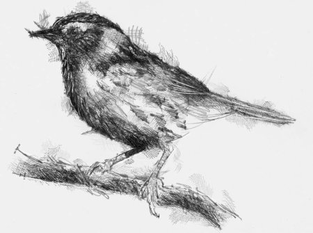 Наброски углем