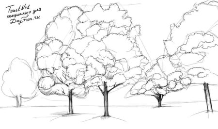 Лес карандашом для начинающих