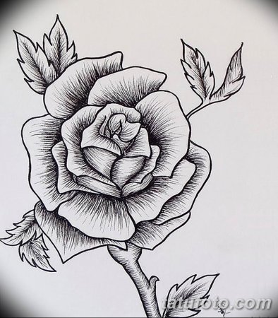 Роза для выжигания