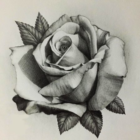Роза рисунок