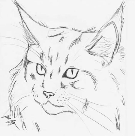 Кот рисунок