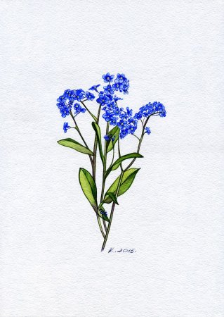 Myosotis arvensis рисунок