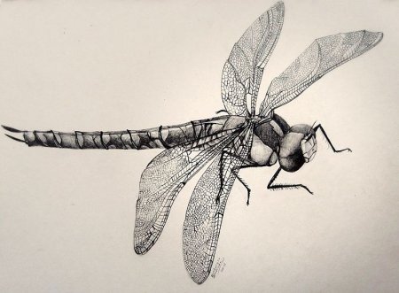 Стилизованные Стрекозы