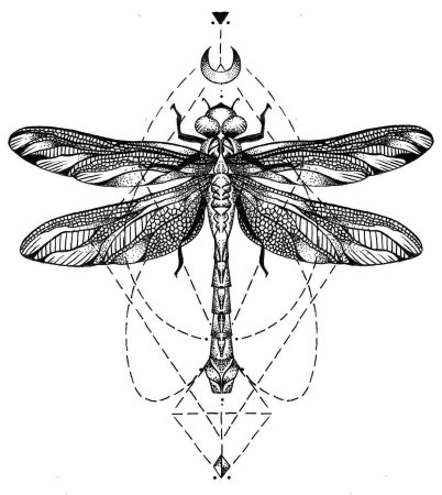 Мотылек Графика