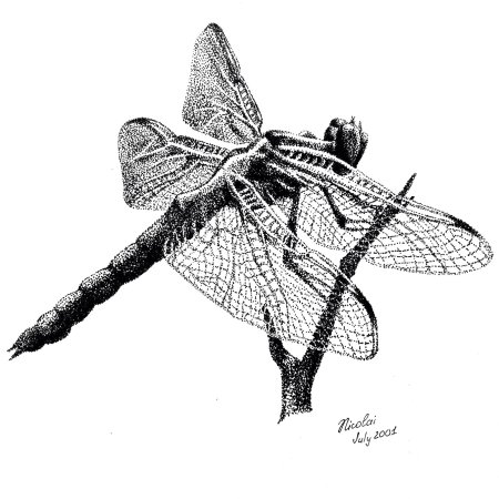 Стрекоза скетч