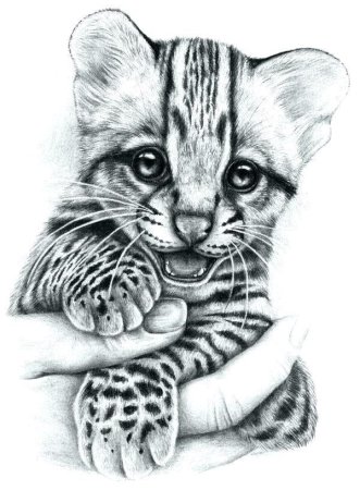 Рисунки карандашом животные