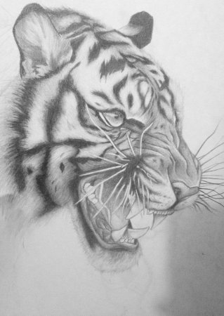 Рисунок тигра карандашом