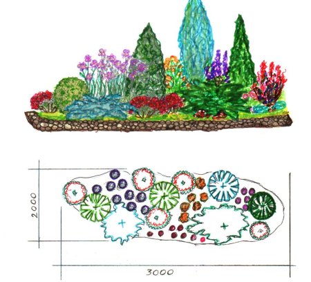 Схема цветника Барбарис, спирея