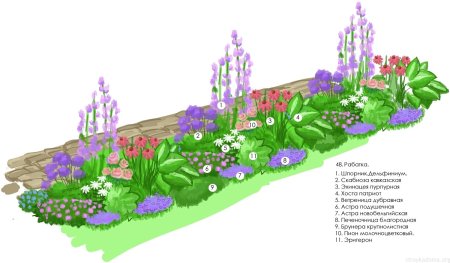 Миксбордер непрерывного цветения многолетников схема посадки