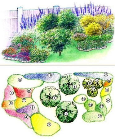 Дендроплан миксбордера