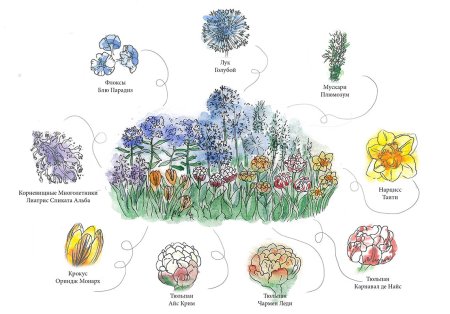 Схема миксбордера непрерывного цветения
