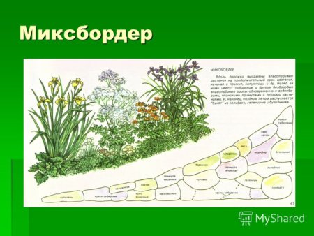 Теневой миксбордер схемы