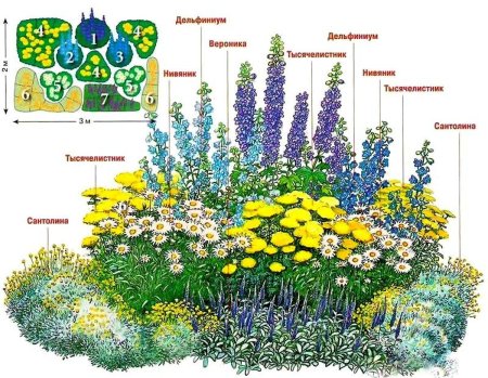 Схема миксбордера непрерывного цветения