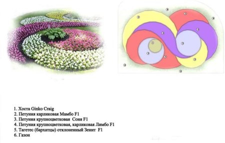 Схема клумбы из однолетних растений