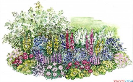 Спирея серая ирисы Лаванда