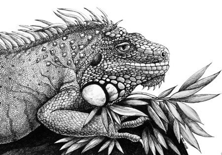 Игуана эскиз