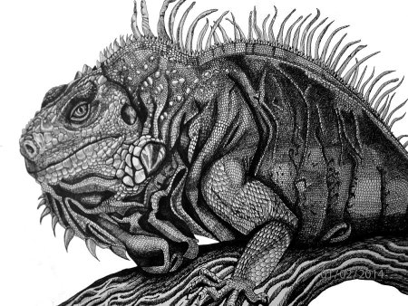 Игуана карандашом