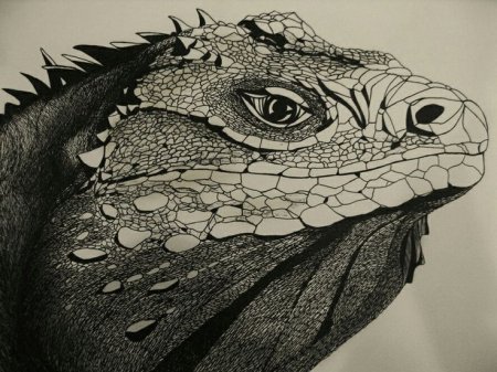 Рептилии рисунок