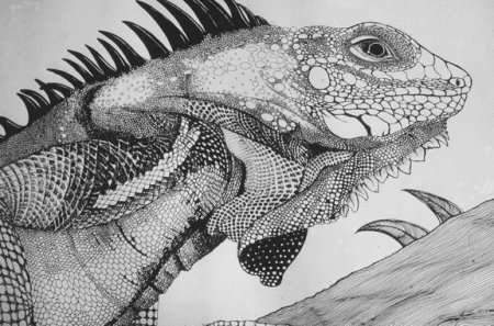 Варан Графика