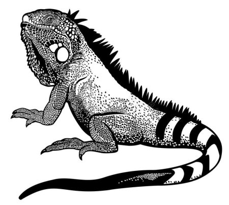 Iguana черно белая