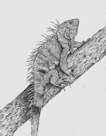 Зарисовка игуаны