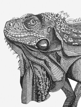Игуана карандашом