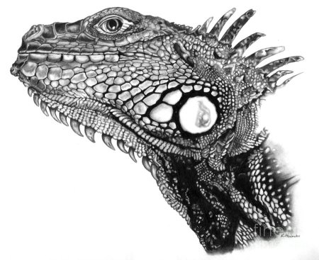 Игуана эскиз ящерица