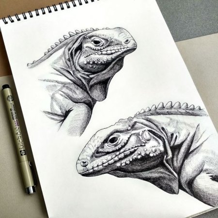 Игуана скетч