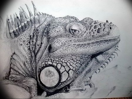 Игуана эскиз тату