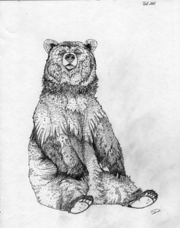 Медведь рисунок карандашом
