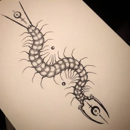 Сколопендра эскиз