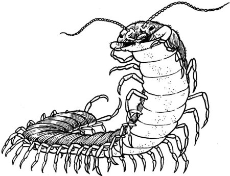 Паук — многоножка — Скорпион
