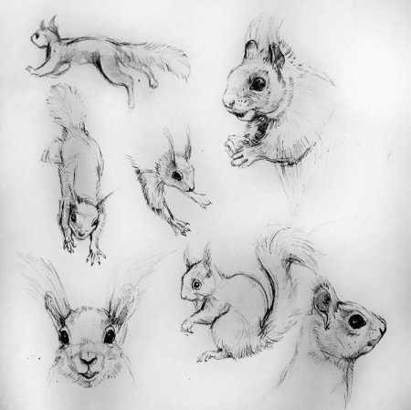 Белка зарисовка